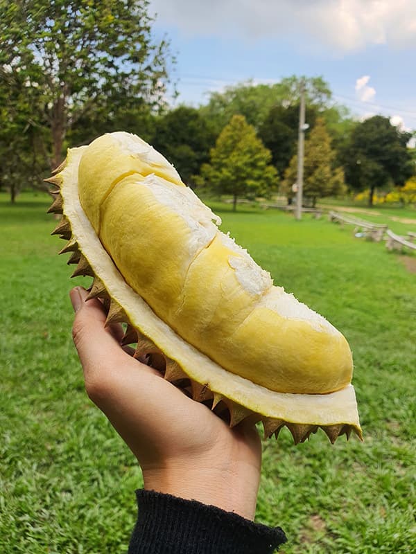 2025: Durian, Rambutan, Mangosteen & More, Fresh from the Garden